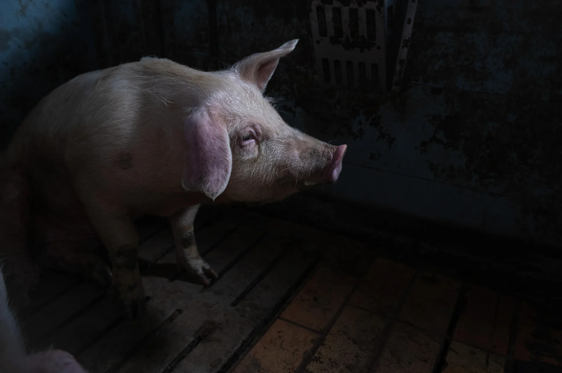 Schwein im Dunkeln